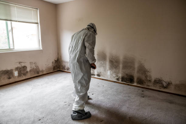 Best Local Mold Removal Service  in Pleasant Hill, CA