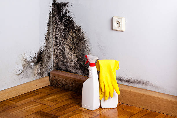 Best Home Mold Removal  in Pleasant Hill, CA